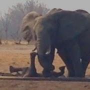 Lions Circle Trapped Baby Elephant UNTIL Another Elephant Family Shows Up The Dodo