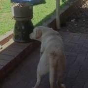 Wilson The Lab And The Blue Tongue Lizard Part 2