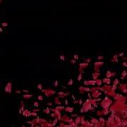 FREE GFX Material Footage HD Falling Rose Flower Blossom Petals Background