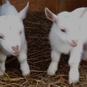 Cute Baby Goats A Cutest And Funny Goats Baby Videos Compilation NEW HD
