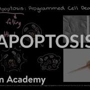Apoptosis Cell Division Biology Khan Academy