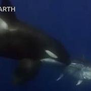 Удивительные моменты из жизни косаток BBC Earth