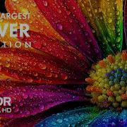 Satisfying Flowers Blooming Time Lapse In 4K UHD With Relaxing Music