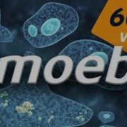 What Is An Amoeba Biology Extraclass Com