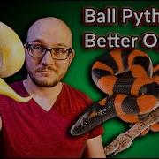 DO NOT Get A Ball Python These Snakes Are Better Top 5 SURPRISING Ball Python Alternatives