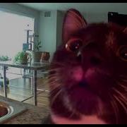Kitten Thinks I M Stuck In Camera FULL VERSION ORIGINAL