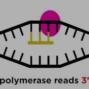 Transcription And Translation From DNA To Protein
