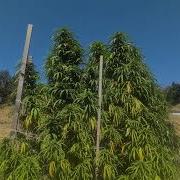 Walking Tour Of Jade Nectars Amazing Landrace Garden