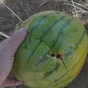 The Mighty 460 Rowland Pistol Vs Watermelon