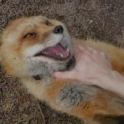 Hehehe S From Finnegan Fox