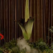 Corpse Flower Blooms In Sydney For The First Time In 15 Years Smells Like Dead Animal