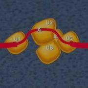 RNA Splicing HD Animation