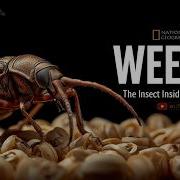 Weevil The Silent Architect Hidden Inside Seeds