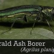 Emerald Ash Borer ID