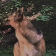 Animorphs German Shepherd Morph
