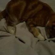 Cat Undersheet Attack