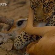 The Most Dramatic Moments From The Natural World BBC Earth