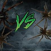 Filistata Insidiatrix Vs Filistata Insidiatrix