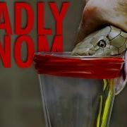 Deadliest Job In The World Snake Milker Top 10