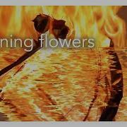 Burning Flowers SLIT SCAN