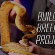 Building Ball Python Projects Ball Python Breeding Starter Guide