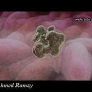 Apoptosis Programmed Cell Death