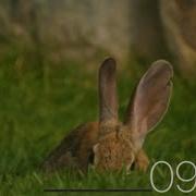 9 Minute Timer Animals Soft Background Music
