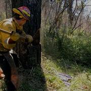 CZU B Faller Training In San Vicente Redwoods