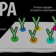 Reverse Phase Protein Array RPPA Protein Microarray Reverse Phase Protein Lysate Microarray