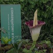 San Francisco Conservatory Of Flowers Corpse Flower Bloom 2018