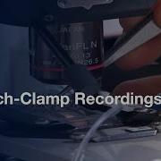 Whole Cell Patch Clamp Recordings Brain Slices Preview