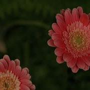 TF116 Time Lapse Flower FREE FOOTAGE