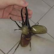 Giant Beetle Sounds Like A Jackhammer