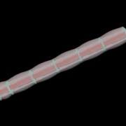 JURBAN Wormbot Peristaltic Demo
