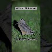 10 Weird Bird Sounds Birds Animals