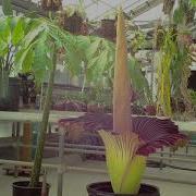 Corpse Flower Timelapse University Of Kansas