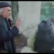 Man Talking To Monkey
