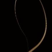 Simulation Whip In 3ds Max