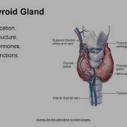 Mastering Medical Terminology Chapter 17 Endocrine System