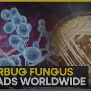 Superbug Fungus On The Rise Worldwide Experts Warn Of Troubling Strains WION