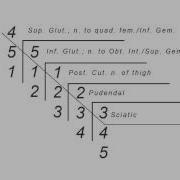 Spinal Levels Of The Sacral Plexus Branches Mnemonic