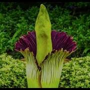 Corpse Flower Timelapse Video Chicago Botanic Garden