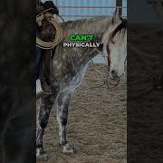 Tennessee Walking Horse Training Cruelty Exposed
