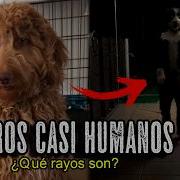 Perros Con CARA De HUMANOS Están Siendo GRABADOS En TODAS PARTES