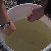 Zooplankton Sampling