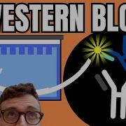 WESTERN BLOTTING EXPLAINED