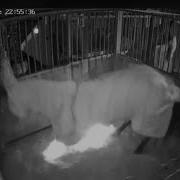 Ball Lightning Striking A Horse