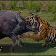 This Stupid Tiger Attacked Wrong Buffalo And Paid A Heavy Price