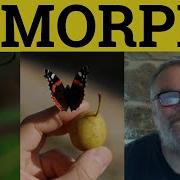 Morph Meaning Morph Defined Morph As A Suffix Examples Metamorphosis Suffixes