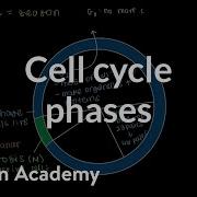 Cell Cycle Phases Cells MCAT Khan Academy